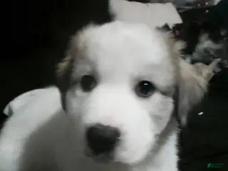 Mixed Breed dogs Buddy Boy - Ad 7