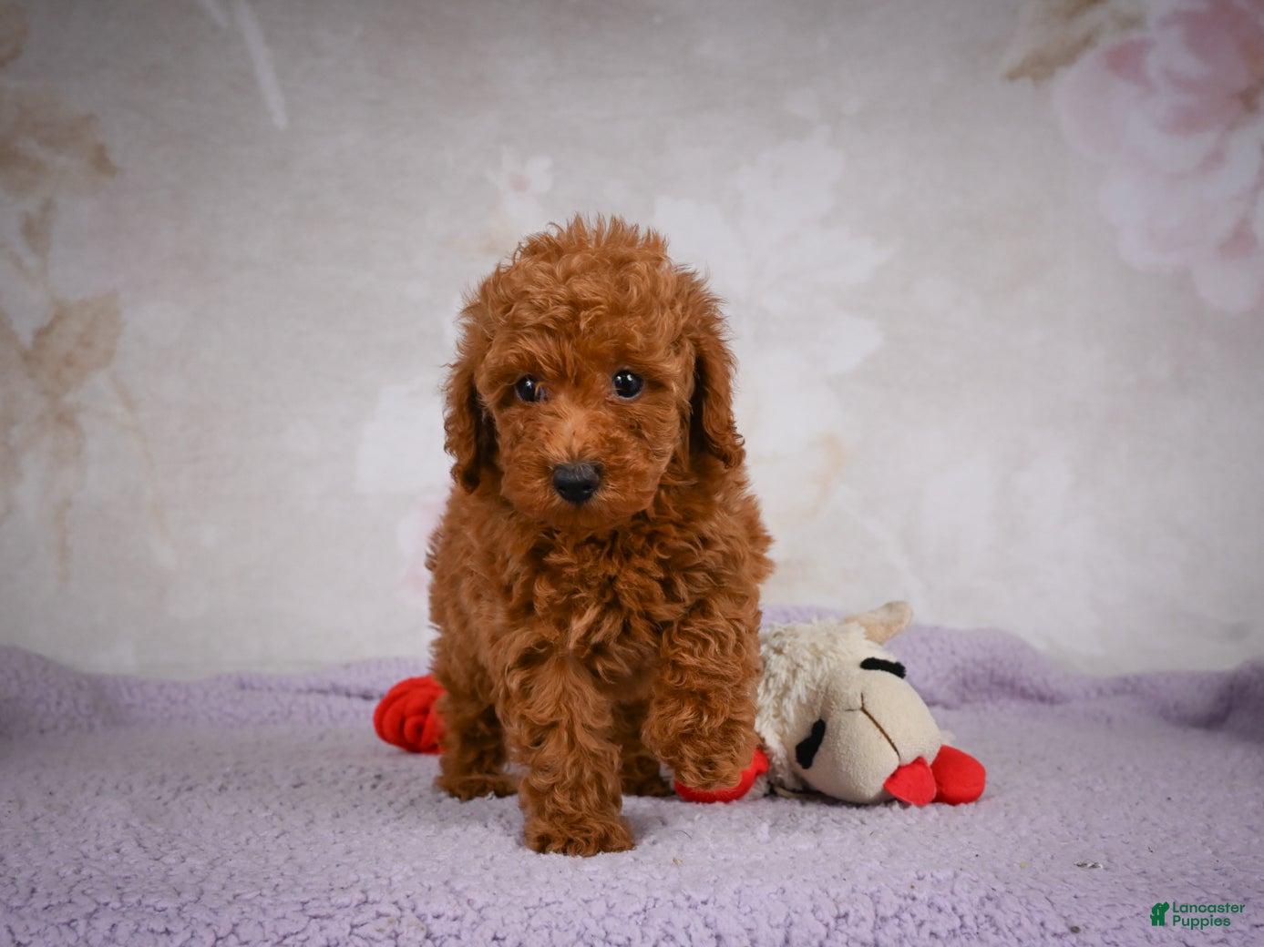Miniature Poodle dogs Jake - Ad 1