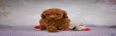 Jake