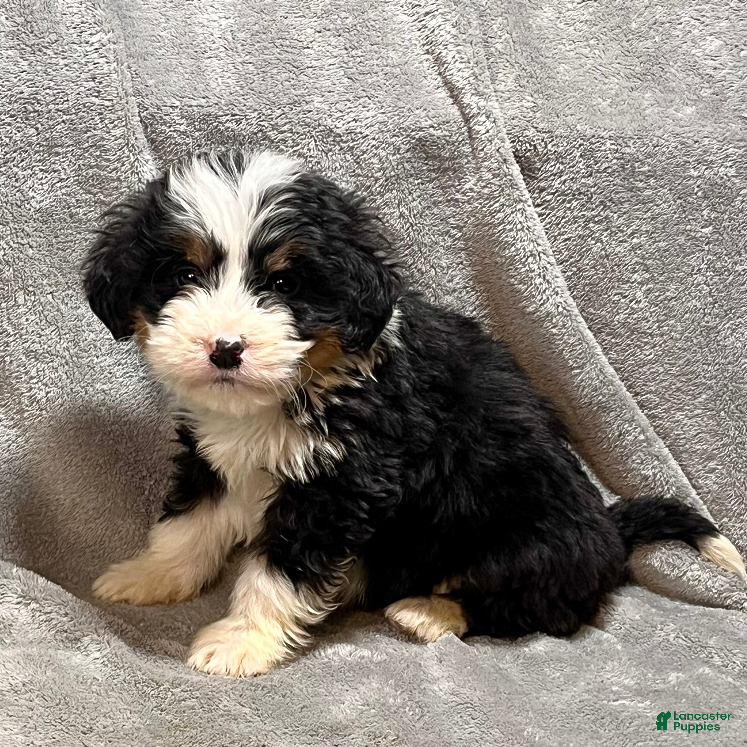 Bernedoodle dogs Milton - Ad 1