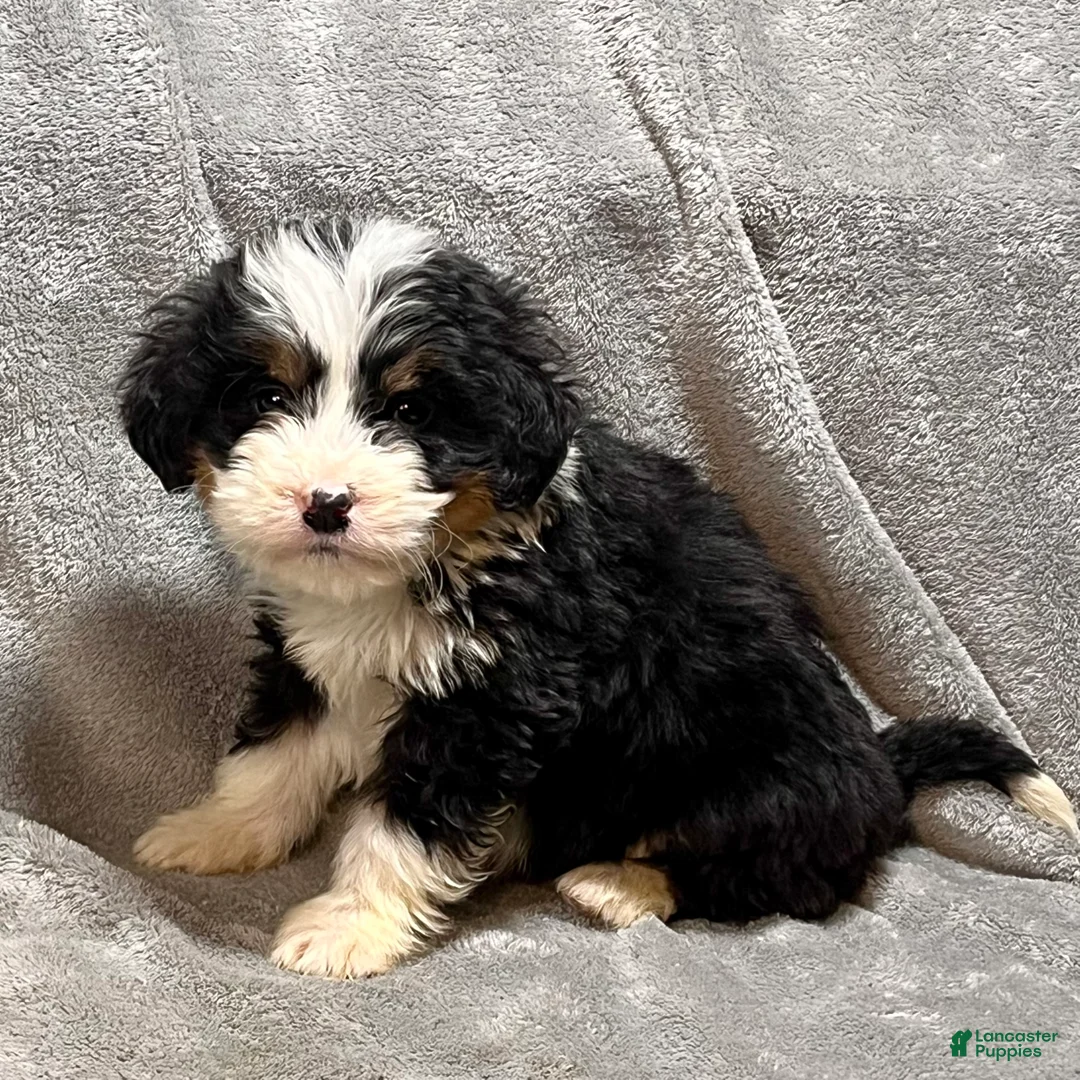 Bernedoodle dogs for sale: Milton - Ad 1