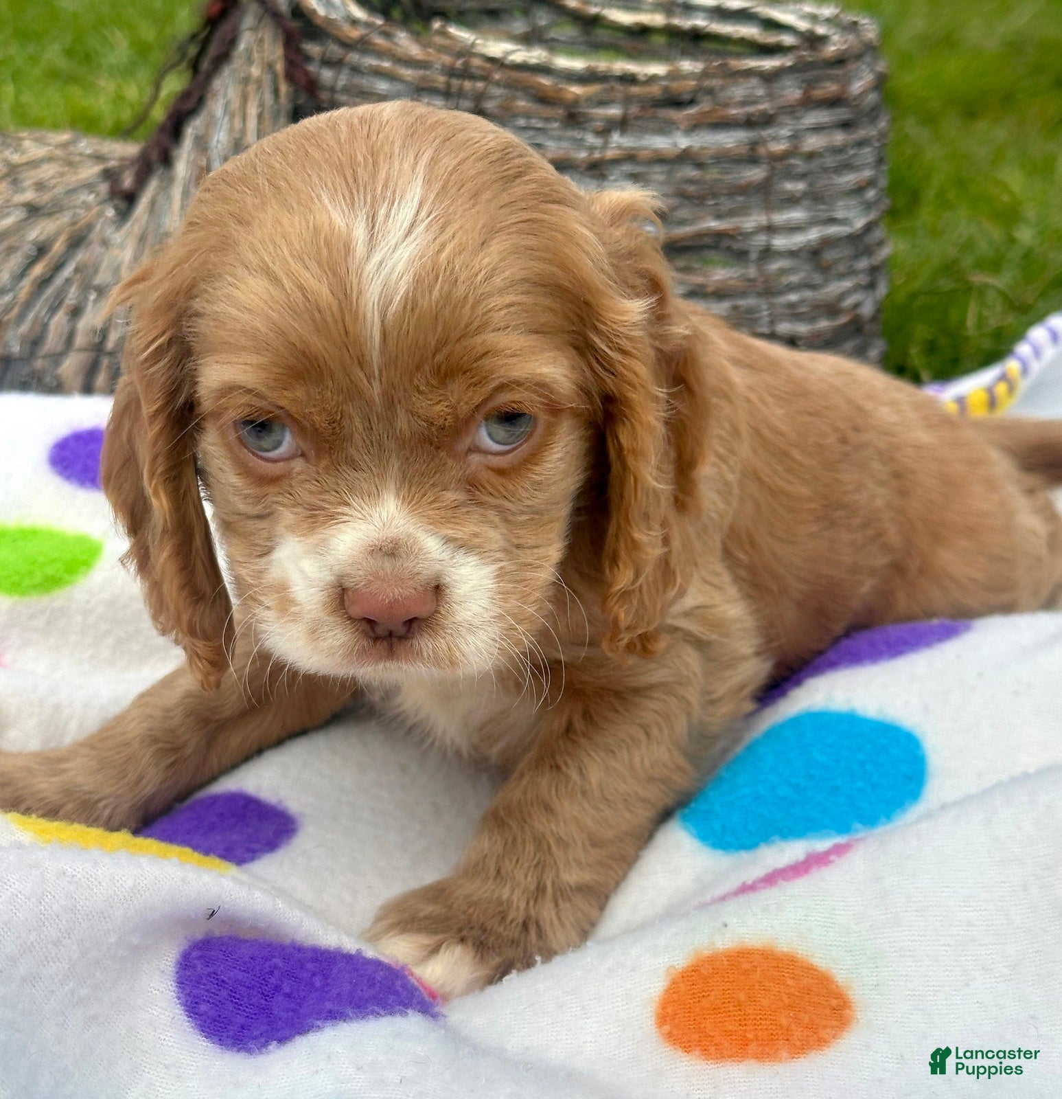 Cockapoo dogs Cockapoo Charlie - Ad 19