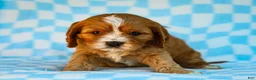 Cavapoo dogs for sale: Edgar Cavapoo Pup - Ad 3