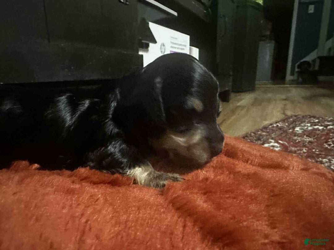 Miniature Dachshund dogs for sale: Kota - Ad 10