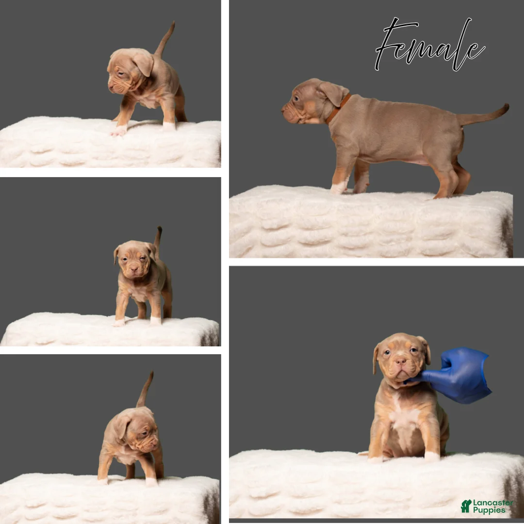 American Bully dogs for sale: American Bully Puppy 6 - Ad 1