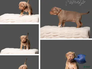 American Bully dogs for sale: American Bully Puppy 6 - Ad 3