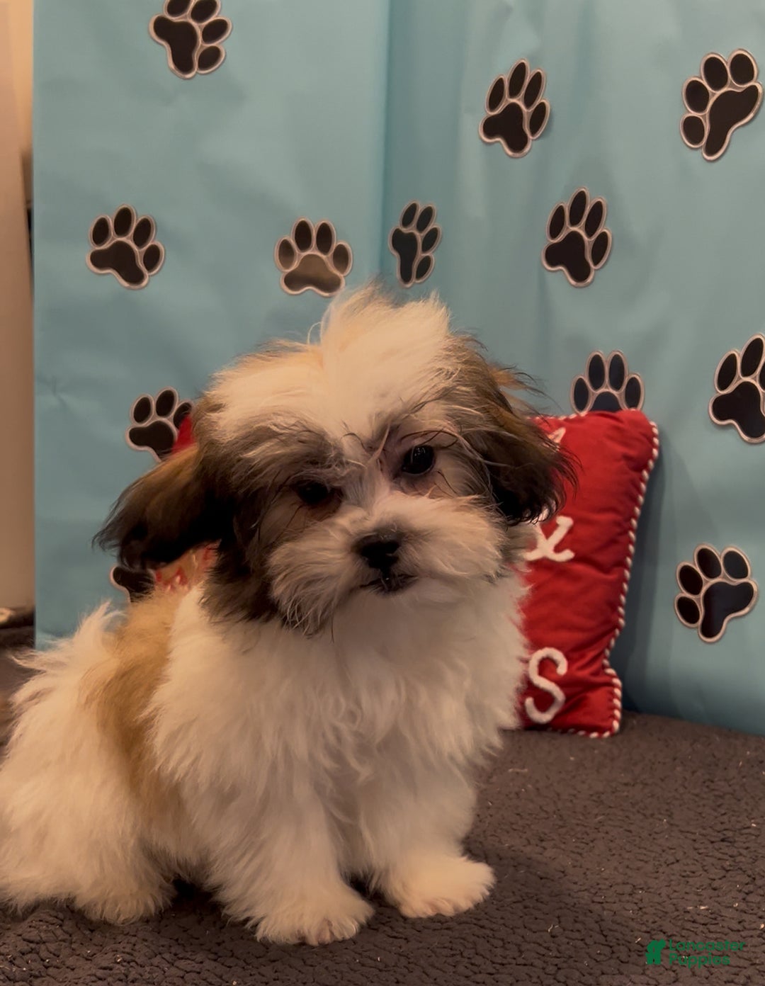 Teddy Bear dogs for sale: Royal  - Ad 1