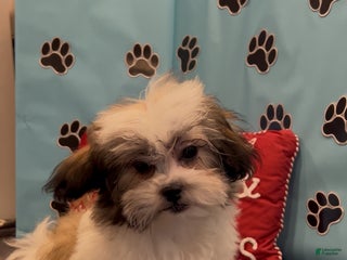 Teddy Bear dogs Royal - Ad 26