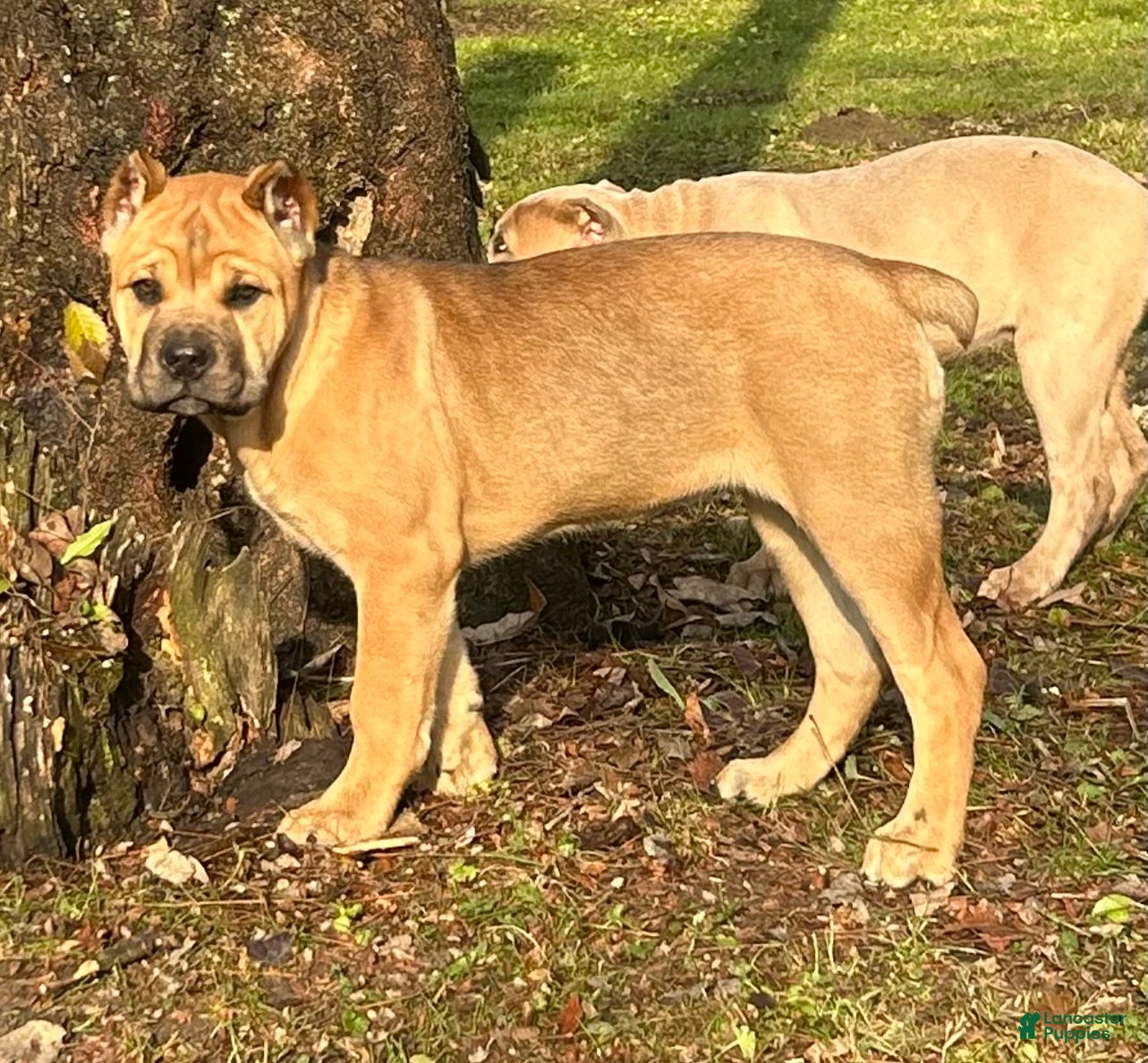 Cane Corso dogs Violet - Ad 35