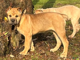 Cane Corso dogs Violet - Ad 9