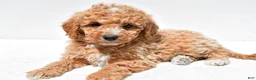 Mini Goldendoodle dogs for sale: Willow - Ad 3