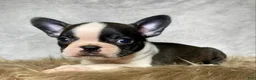 Mixed Breed dogs for sale: Mr. Teddy - Ad 3