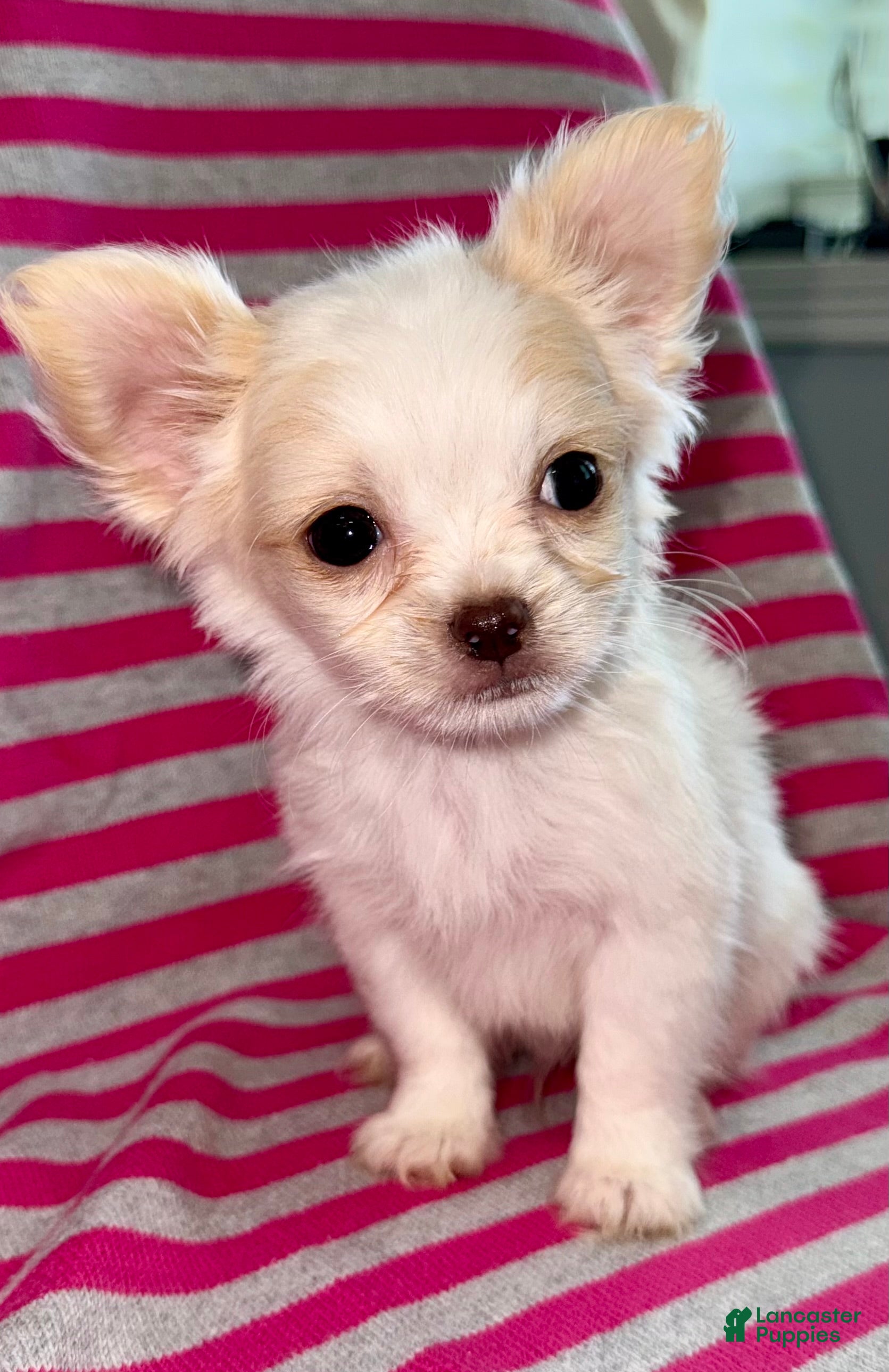 Chihuahua dogs Ice - Ad 1