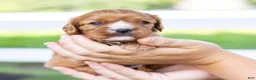 Cavalier King Charles Spaniel dogs for sale: Caramel  - Ad 6