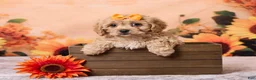 Cavachon dogs for sale: Macey - Ad 1