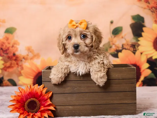 Cavachon dogs for sale: Macey - Ad 1