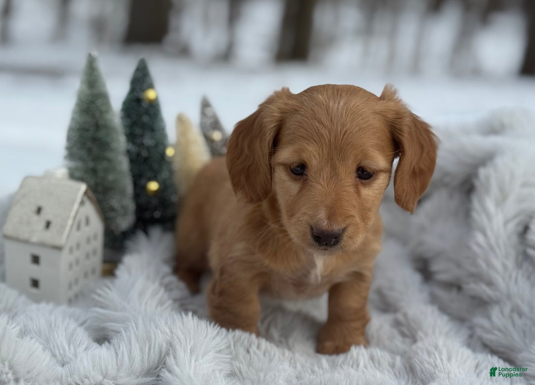 Miniature Dachshund dogs for sale: Holly - Ad 5