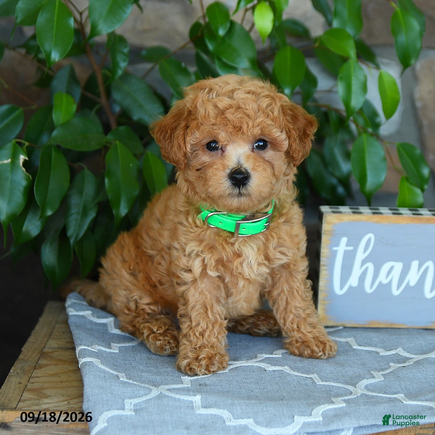 Maltipoo dogs Silas - Ad 1