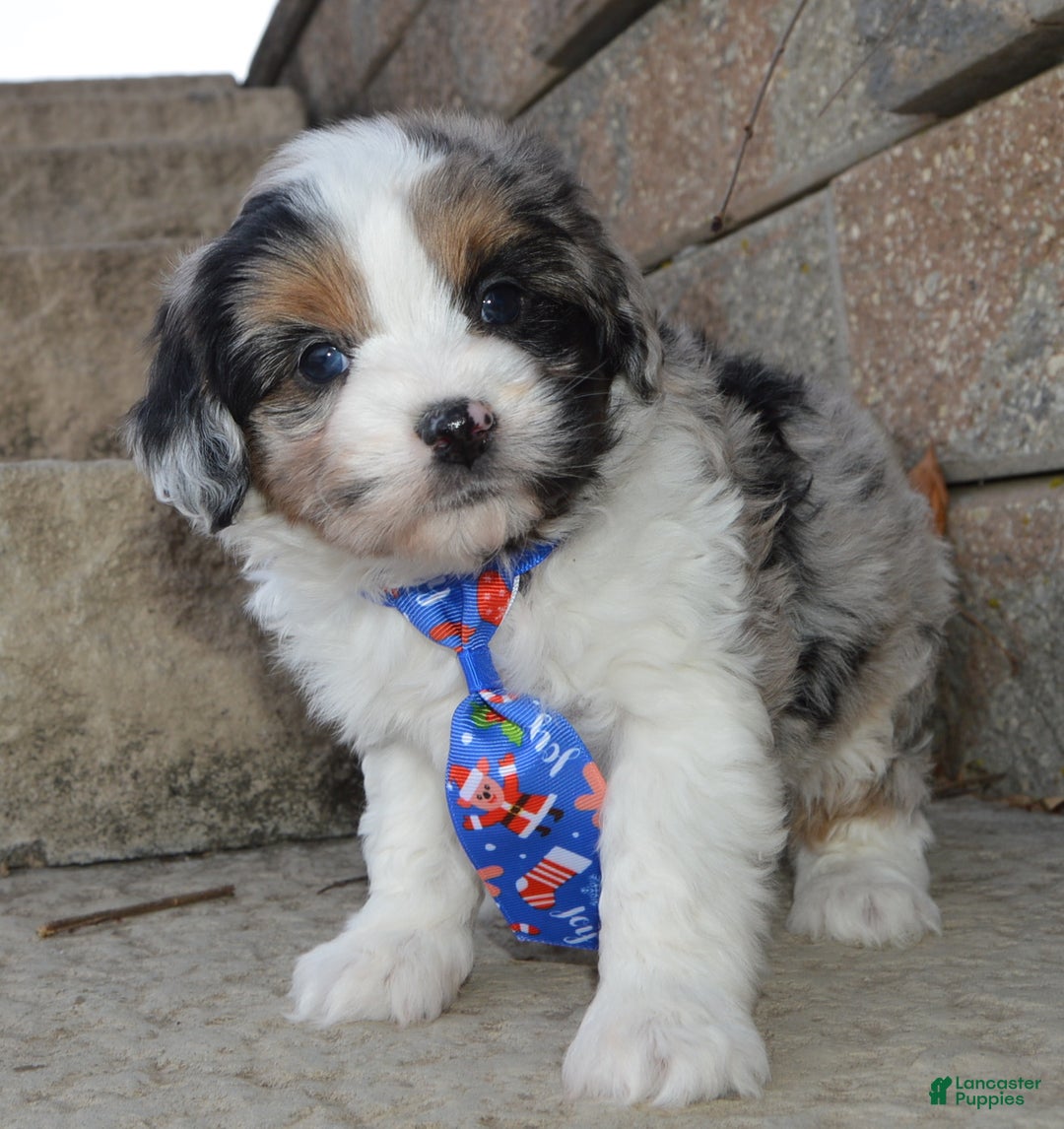 Mini Aussiedoodle dogs for sale: Toy Ace - Ad 5