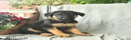 German Shepherd dogs for sale: Gunner  - Ad 4