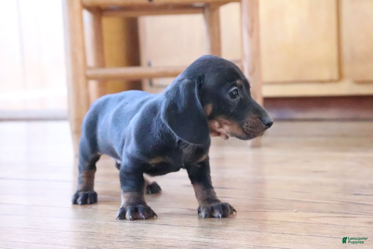 Miniature Dachshund dogs Sprinkles - Ad 27