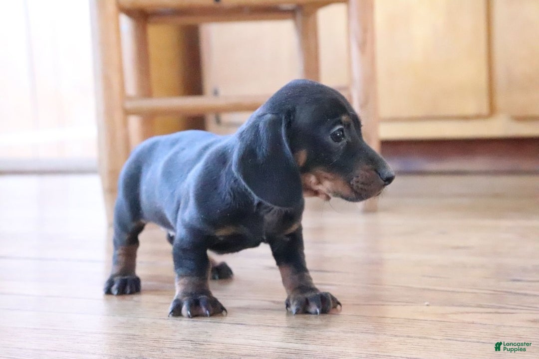 Miniature Dachshund dogs for sale: Sprinkles - Ad 1