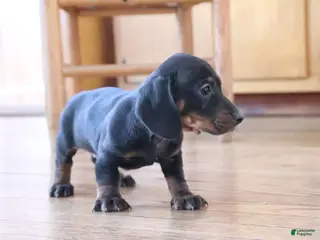 Miniature Dachshund dogs Sprinkles - Ad 19