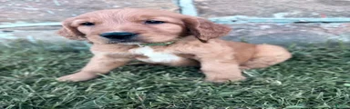 Slinky