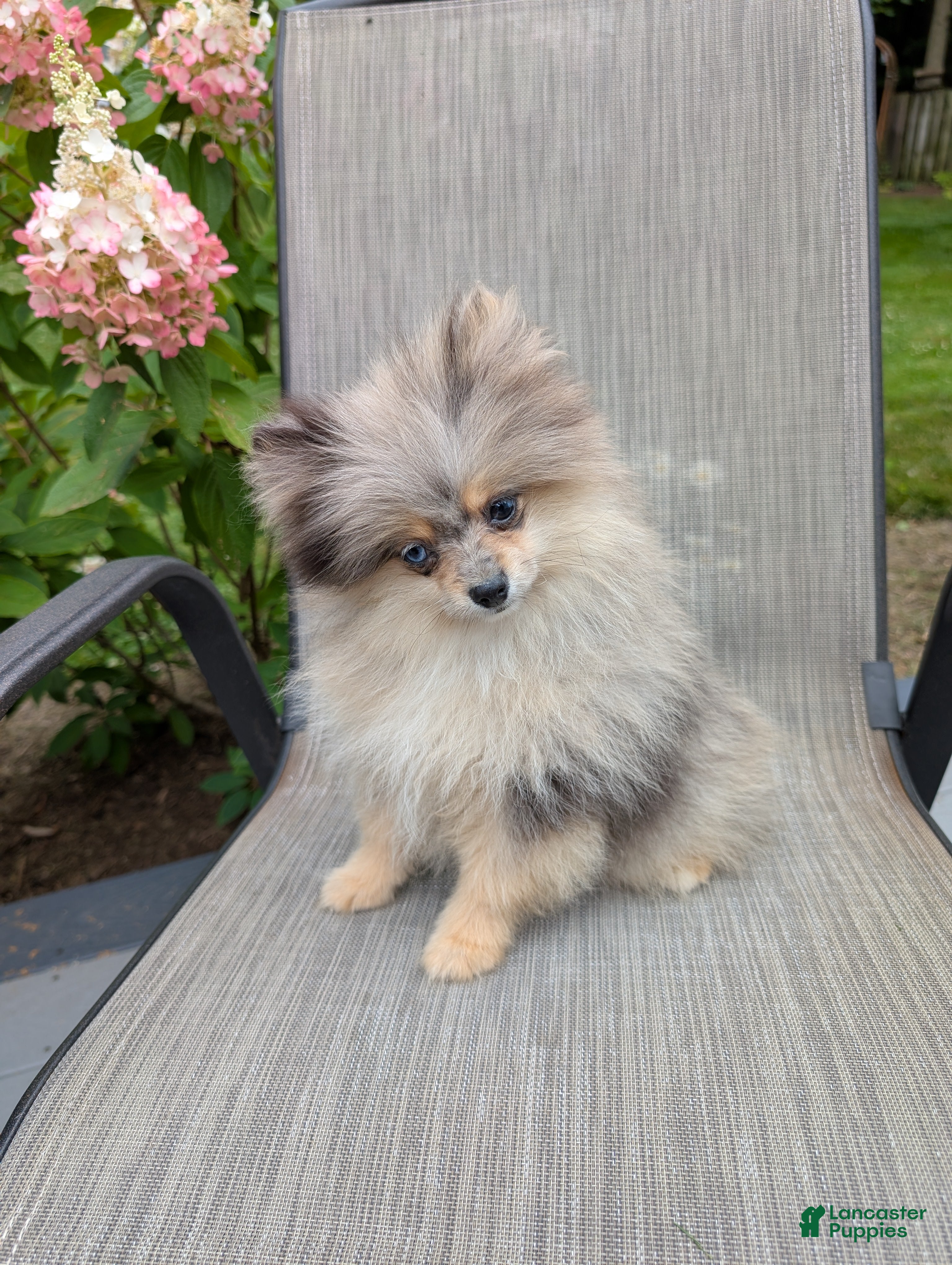Pomeranian dogs Rose - Ad 1