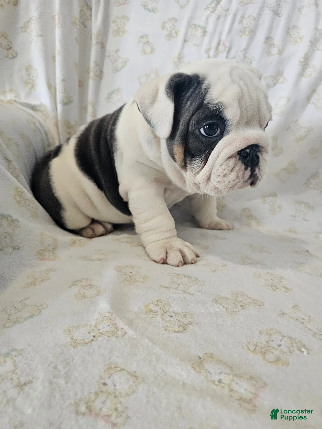 English Bulldog dogs for sale: Willis - Ad 5