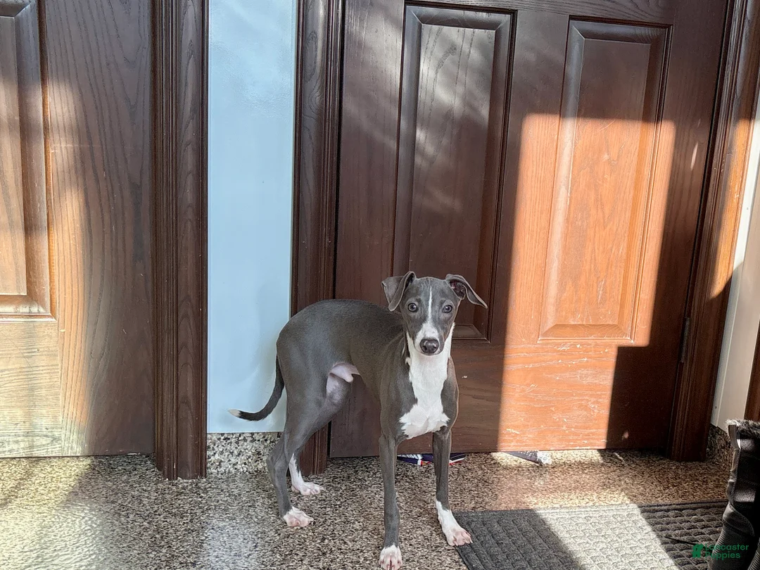 Italian Greyhound dogs for sale: Norm - Ad 7