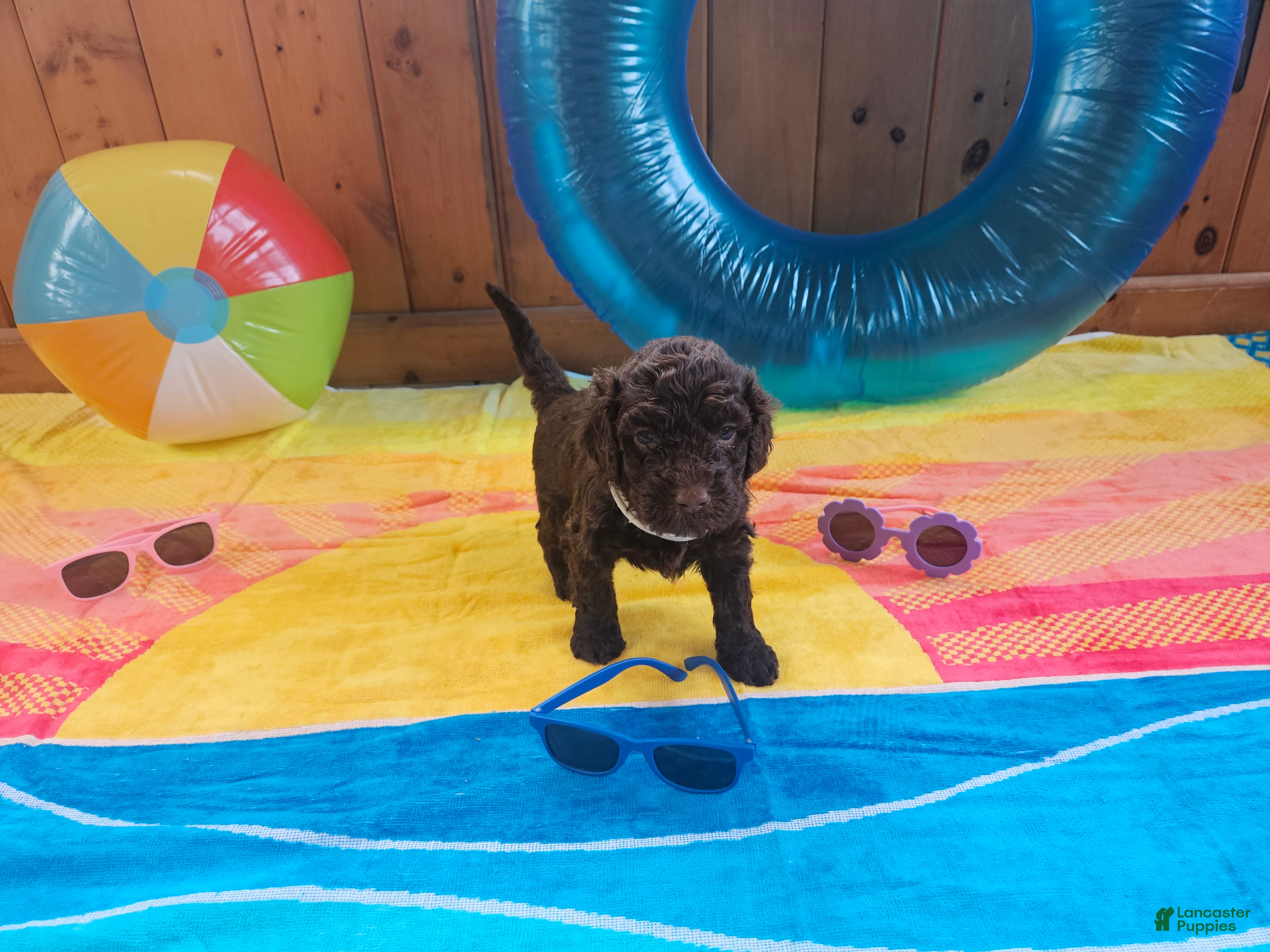 Portuguese Water Dog dogs Hershey - Ad 31
