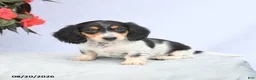 Miniature Dachshund dogs for sale: Hazel - Ad 5