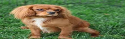 Cavalier King Charles Spaniel dogs for sale: Alfalfa - Ad 6