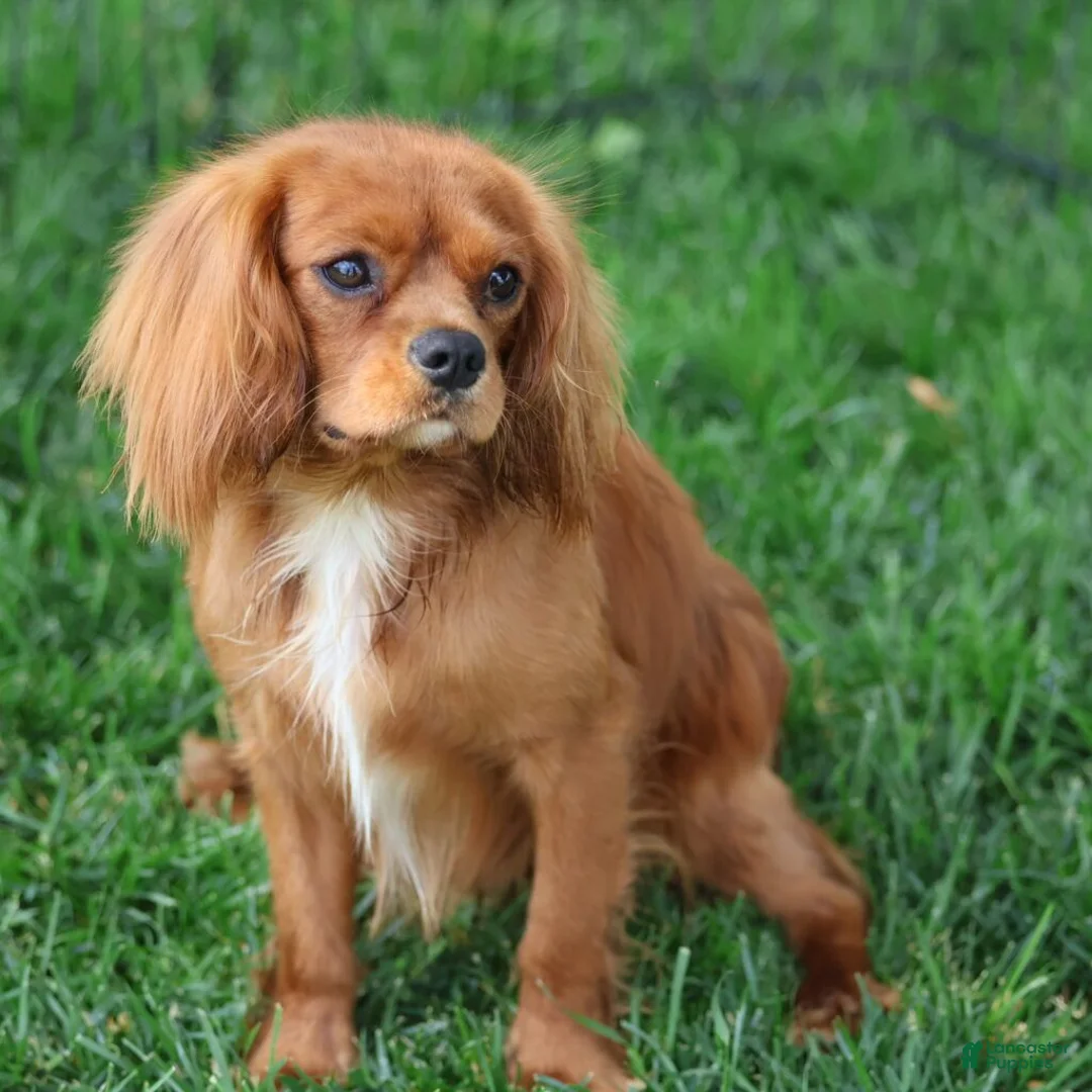 Cavalier King Charles Spaniel dogs for sale: Waldo - Ad 12
