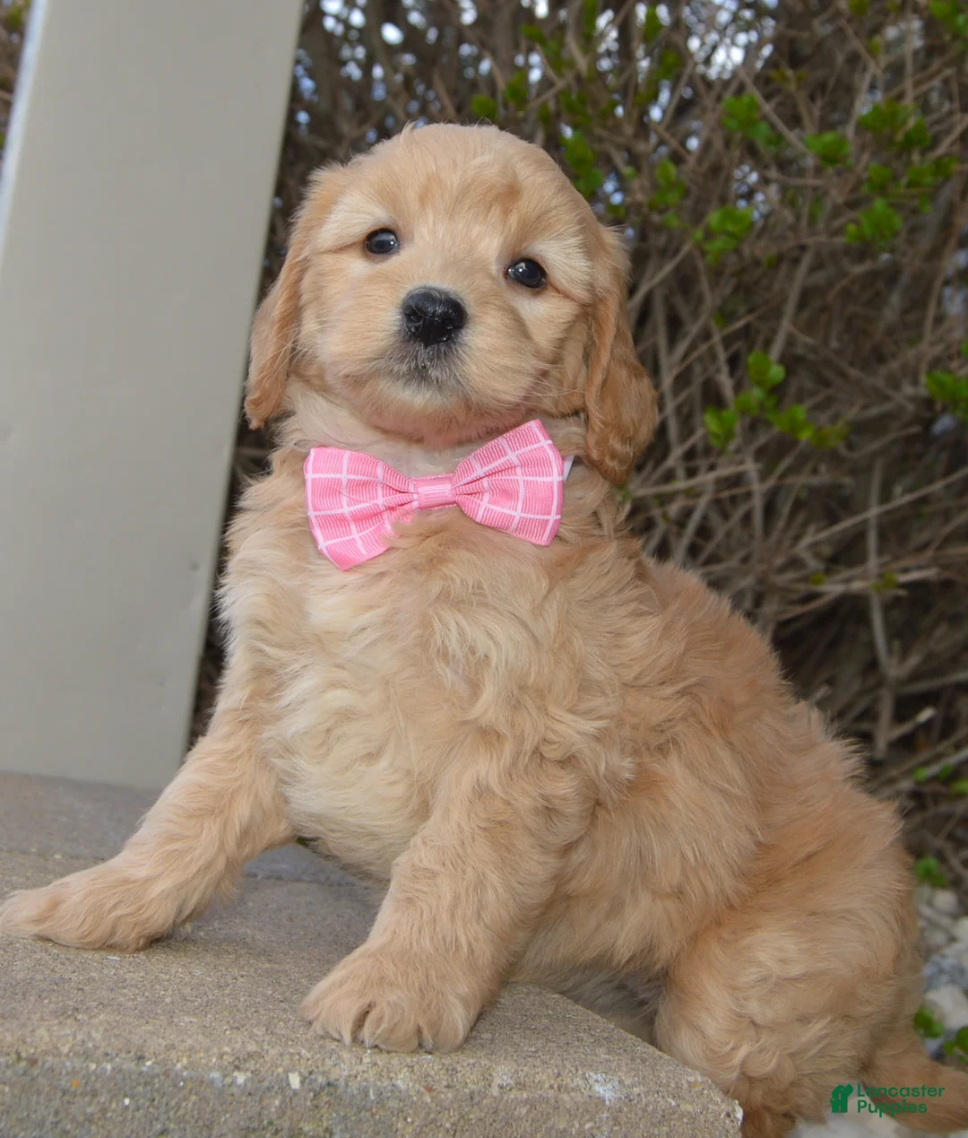 Mini Goldendoodle dogs for sale: Mini Gabby - Ad 2