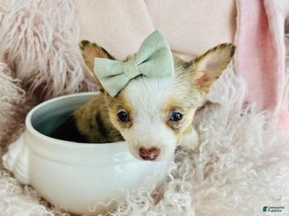 Chihuahua dogs Teacup Chihuahua Puppy 1 - Ad 5