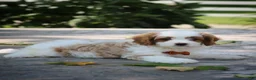 Cavapoo dogs for sale: Jasper - Ad 6