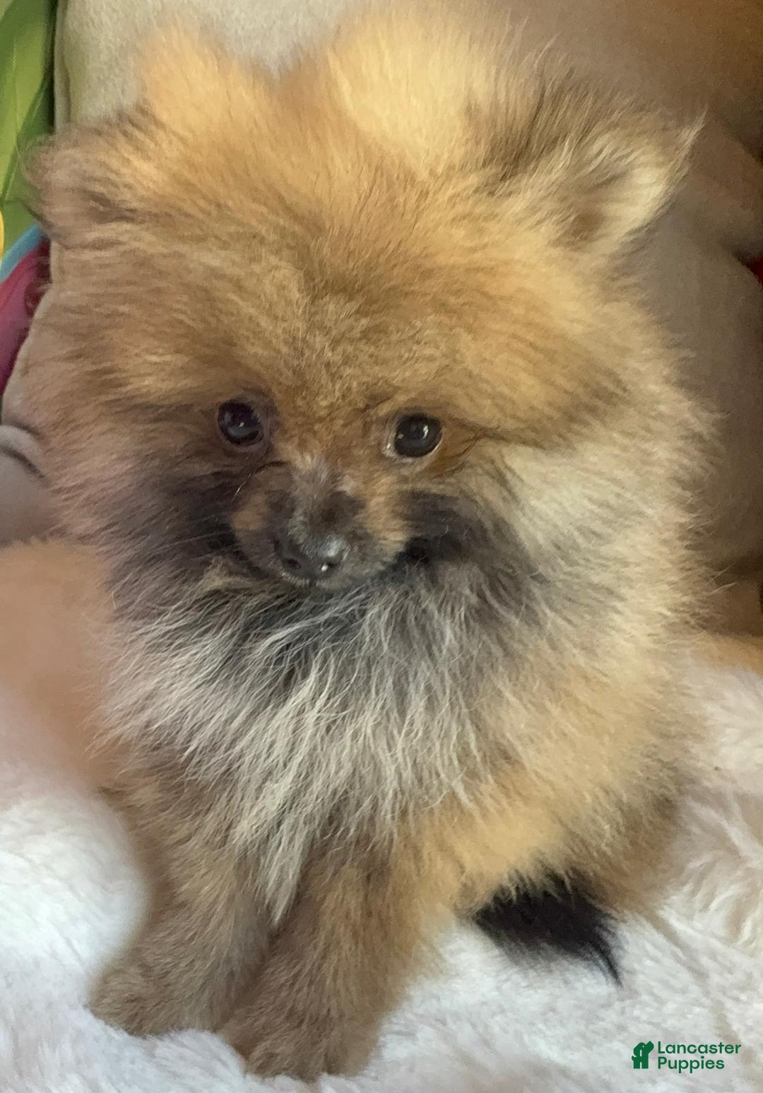 Pomeranian dogs for sale: Pomeranian Puppy tea cup Lulu  - Ad 4