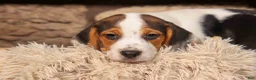 Beagle dogs for sale:  Dallas 🐾 - Ad 4