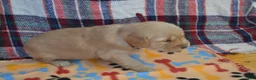 Golden Retriever dogs for sale: Morgan - Ad 2