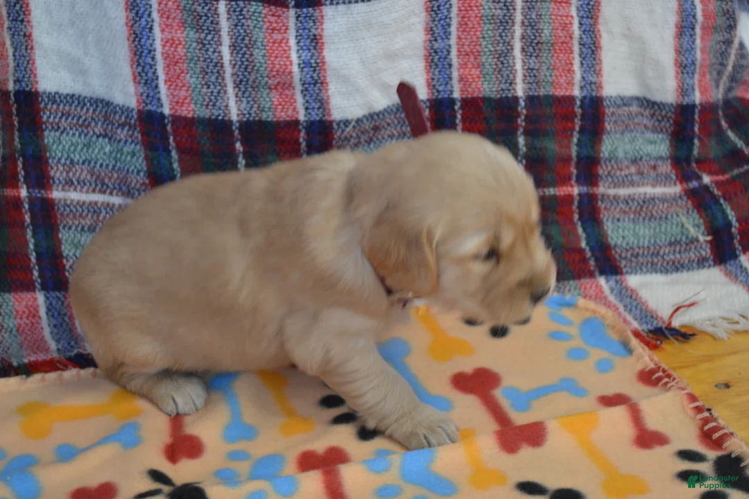 Golden Retriever dogs for sale: Morgan - Ad 2
