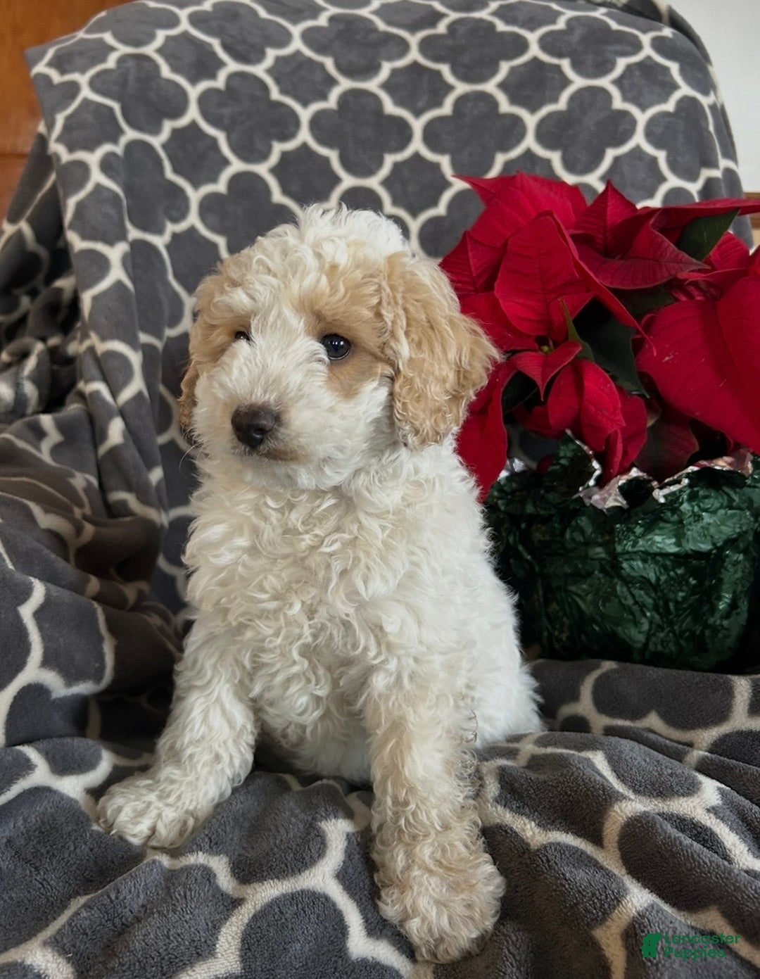 Cockapoo dogs for sale: Cooper - Ad 5
