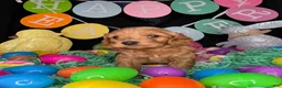 Cockapoo dogs for sale: Hemi - Ad 7