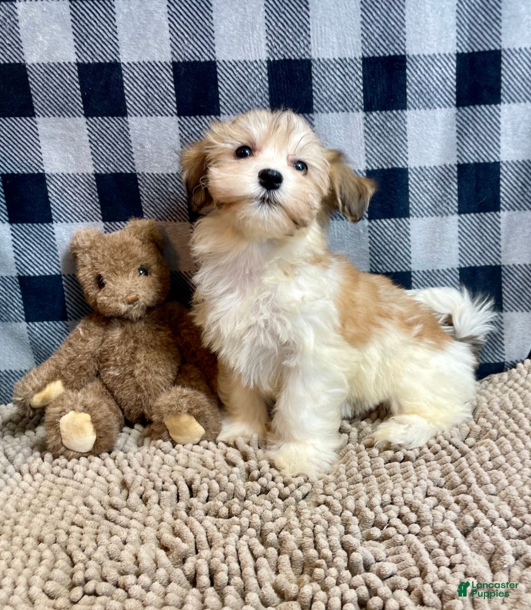 Mixed Breed dogs for sale: Shirley - Ad 3