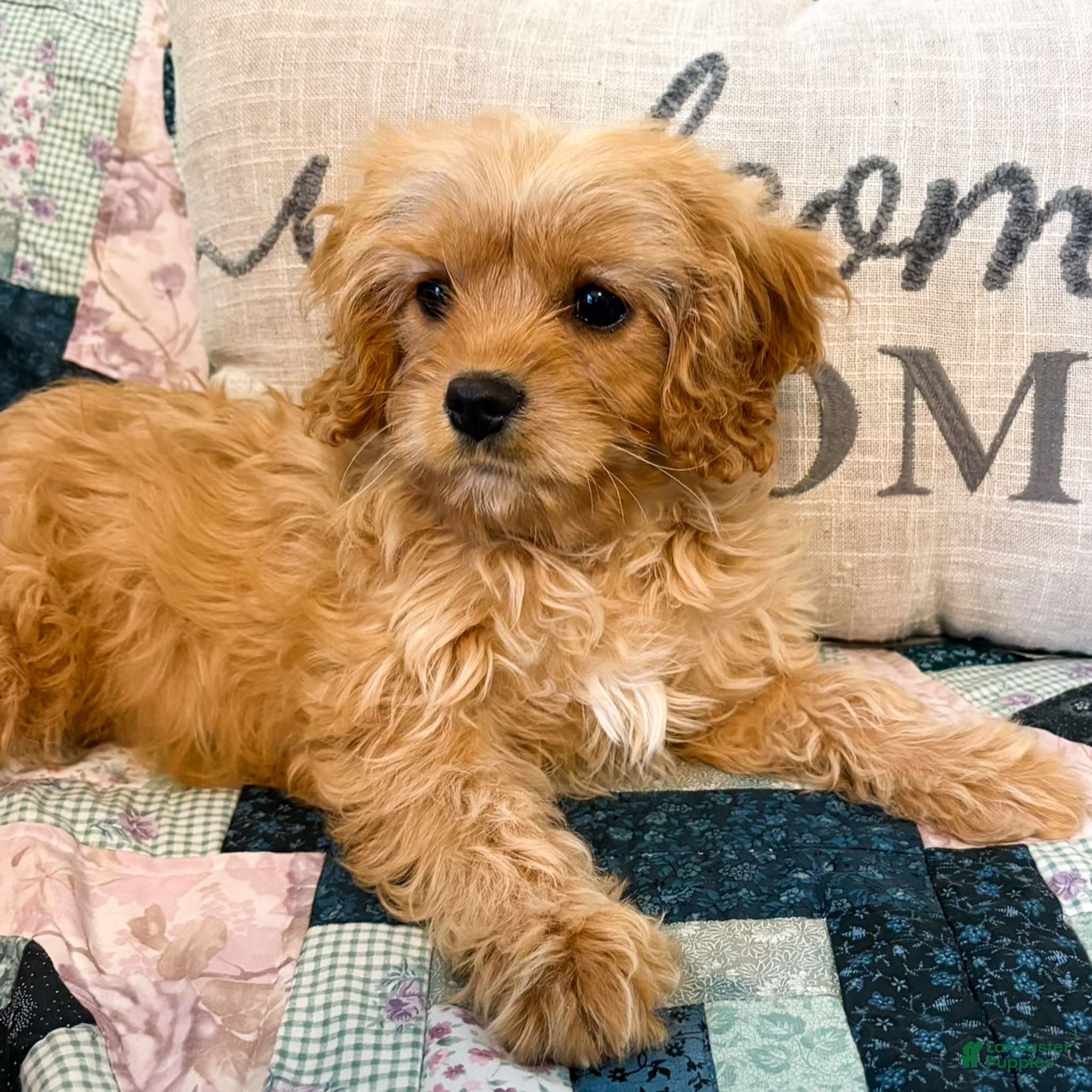 Cavapoo dogs Carmel - Ad 17