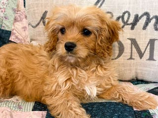 Cavapoo dogs Carmel - Ad 17