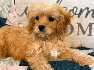 Cavapoo dogs Carmel - Ad 9