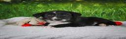 Border Collie dogs for sale: Tyson - Ad 4