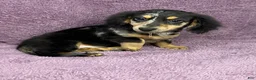 Miniature Dachshund dogs for sale: Payton - Ad 4